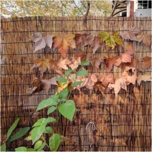 Natural Reed Fencing Screening Roll, 3/4/5/6ft High Balcony Privacy Screen Apartment Bamboo Hanging, Gardens Reed Screening Patio Privacy Screen Panels, Outdoor Reed Fence Decorative Backyard Divider