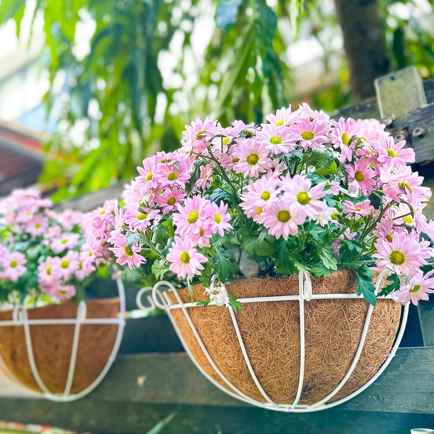 Shoplala Wall Planters Outdoor Plants (2 Pack, 10 Inch) White Shoplala Wall Planters Outdoor Plants (2 Pack, 10 Inch) White Metal Wall Mounted Flower Basket with Coco Liner, Balcony Planters Railing Hanging Fence Planter Wire Deck Porch Patio Modern Garden Decor